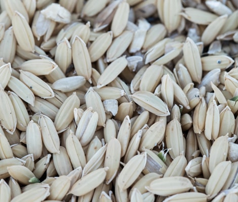 Close up image of rice grains