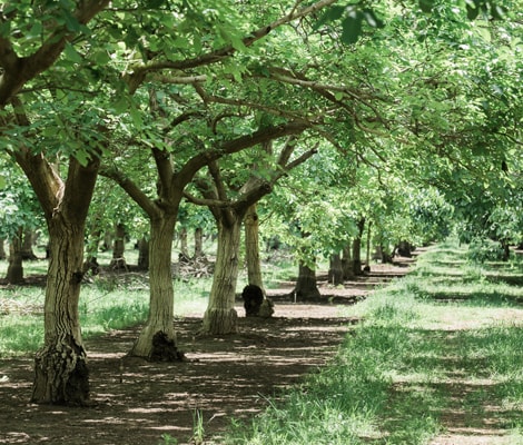 A row of trees in an orchord