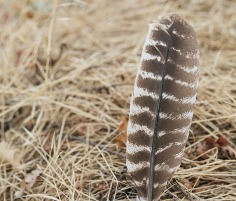 A birds feather sticking out of the ground